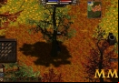 Salem-foraging